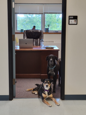 Photo of lab guardian dogs, Juniper and Mystic