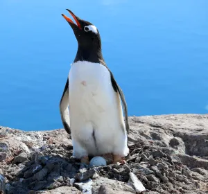 photo of Gentoo penguin incubating an egg on the Antarctic Peninsula