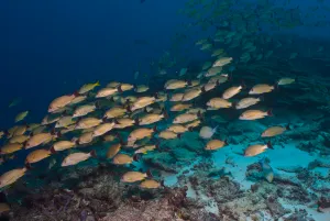 photo of Large school of snapper on reefs of the Phoenix Islands Protected Area