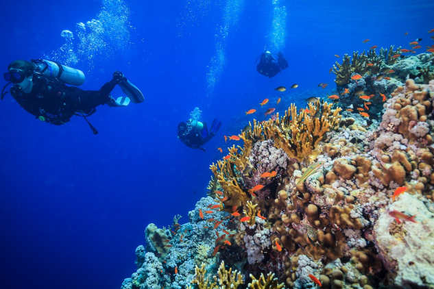 scuba divers underwater near coral