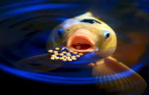 koi fish eating food on the water's surface