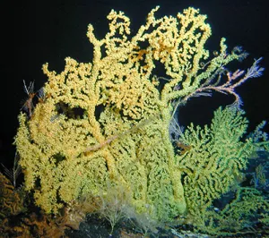 photo of Hawaiian gold coral